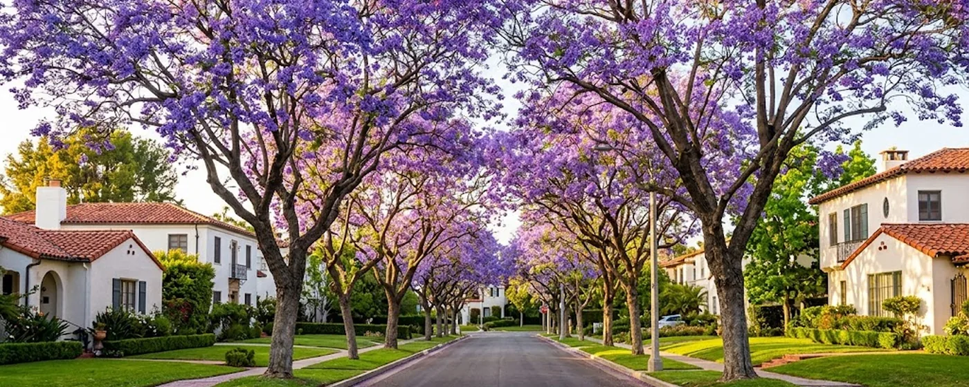 Buy a home in Los Feliz CA — get 1% cash back at closing Los Feliz Spanish Colonial homes beneath blooming purple jacaranda trees — Portfolio Home Realty buyer agent